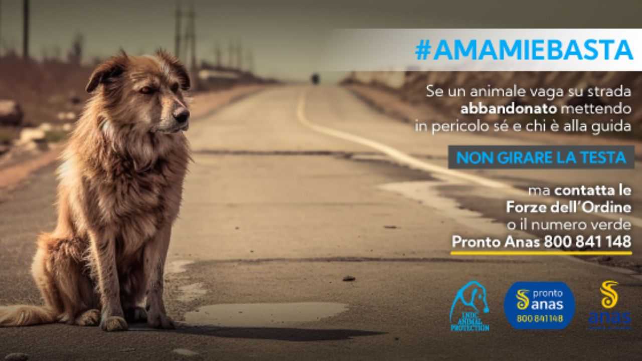 200mila animali abbandonati: ecco cosa fare se si assiste al reato