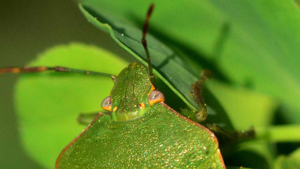 Cimici casa metodi naturali