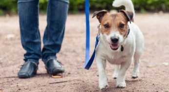 Arriva la multa per chi tiene al guinzaglio il cane: fino a 10.000 euro, occhio a non sbagliare